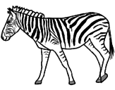 Disegno Zebra  pitturato su francy01
