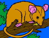 Disegno Scoiattolo Possum marsupiale pitturato su leo