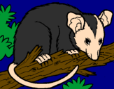 Disegno Scoiattolo Possum marsupiale pitturato su lukisso