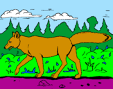 Disegno Coyote pitturato su riccardo 