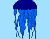 Disegno Medusa  pitturato su gaabriele