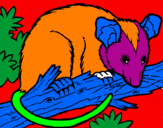 Disegno Scoiattolo Possum marsupiale pitturato su davide