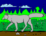 Disegno Coyote pitturato su fabio