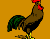 Disegno Gallo gagliardo  pitturato su fra