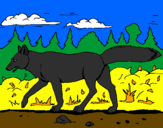 Disegno Coyote pitturato su sofia