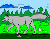 Disegno Coyote pitturato su elisa p.