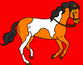 Disegno Cavallo 5 pitturato su cavallino giulio