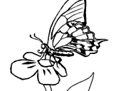 Disegno Farfalla sul fiore  pitturato su EMILYR