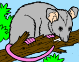 Disegno Scoiattolo Possum marsupiale pitturato su jjbjhjlkhkbnihytgufufuigh
