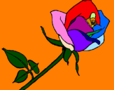 Disegno Rosa  pitturato su ary