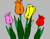 Disegno Tulipani  pitturato su mara