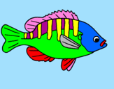 Disegno Pesce  pitturato su AURORA