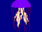 Disegno Medusa  pitturato su IRENE