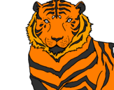 Disegno Tigre pitturato su misia