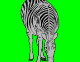 Disegno Zebra  pitturato su alessandro