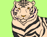 Disegno Tigre pitturato su AURORA