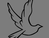 Disegno Colomba della pace in volo pitturato su Francesco