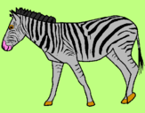 Disegno Zebra  pitturato su AURORA
