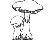 Disegno Funghi pitturato su 03