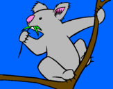 Disegno Koala  pitturato su locil