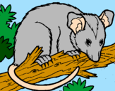 Disegno Scoiattolo Possum marsupiale pitturato su Mery