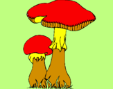 Disegno Funghi pitturato su terry