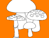 Disegno Funghi pitturato su matilde