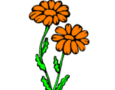 Disegno Margherite  pitturato su fiori