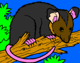 Disegno Scoiattolo Possum marsupiale pitturato su Gerry