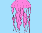 Disegno Medusa  pitturato su roberto   di    pasquale