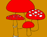 Disegno Funghi pitturato su GIULIA