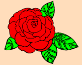 Disegno Rosa pitturato su federica
