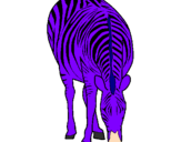 Disegno Zebra  pitturato su giovanni
