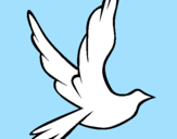 Disegno Colomba della pace in volo pitturato su QWERTYUIOPASDFGHHLKZXCVBN