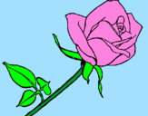 Disegno Rosa  pitturato su sofia