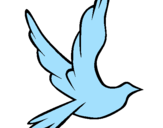 Disegno Colomba della pace in volo pitturato su CECILIA
