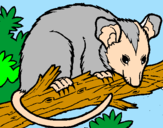 Disegno Scoiattolo Possum marsupiale pitturato su dragons