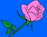 Disegno Rosa  pitturato su giovanni e matteo