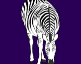 Disegno Zebra  pitturato su Aurora