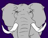 Disegno Elefante africano pitturato su Aurora