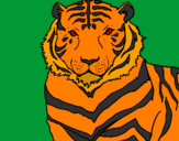 Disegno Tigre pitturato su 22