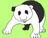Disegno Orso panda  pitturato su Cuccioli91