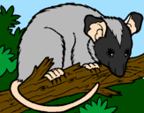 Disegno Scoiattolo Possum marsupiale pitturato su ferw