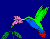 Disegno Colibrì con un fiore  pitturato su Collutorio