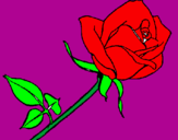 Disegno Rosa  pitturato su miriam
