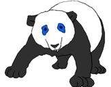 Disegno Orso panda  pitturato su annamaria