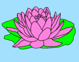 Disegno Nymphaea pitturato su rosalba