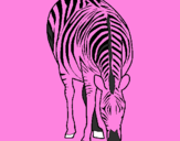 Disegno Zebra  pitturato su donatella giorgia