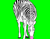 Disegno Zebra  pitturato su bisontesimo