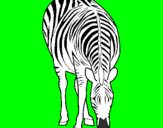 Disegno Zebra  pitturato su FRANCESCO PIO
